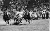 Phil Andrews Steer wrestling
