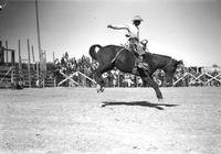 [Unidentified Cowboy riding bronc]