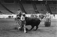 Unidentified Rodeo clowns Bull fighting