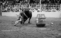 Rodeo clown Mike Horton Bull fighting