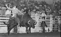 Lane Frost on Bull #E2X