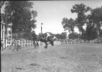 [Unidentified Cowboy about to leave bucking bronc head-first]