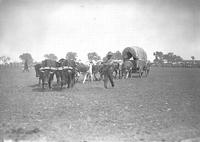 [Team of oxen pulling covered wagon in arena]