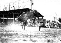 Charles Foster Wild Brahma Steer Riding Ark-Okla Rodeo, Ft. Smith, Ark