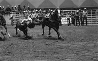 Stan Williamson Steer wrestling