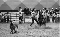 Paul Duncan Calf roping, 8.8 Sec