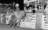 Ken Henry on Bull #31