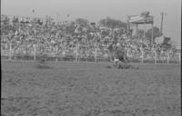 Chip Whitaker Calf roping