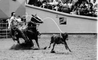 Mike Wiseman Calf roping