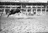 [Unidentified Hatless cowboy attempts to maintain his position on airborne bronc]