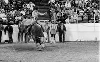 Scott Burch on Cowtown