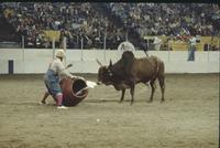 Rodeo clowns Leon Coffee & Tommy Lucia Bull fighting
