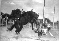 [Unidentified Cowboy leaving Saddle Bronc who appears to be ready to pounce on him]
