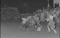 Steve Powjanowski on Bull #2
