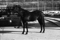 Fanchone Myers Horse