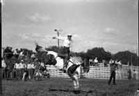 [Unidentified Cowboy riding bronc]