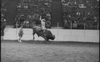 Chas. Sampson on Bull #49