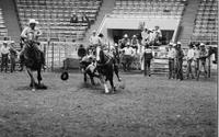 Bill Bailey Steer wrestling