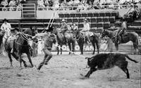 Randy Wells Calf roping