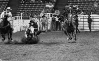 Rock Boyd Steer wrestling