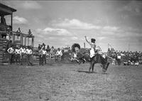 [Unidentified cowgirl riding bronc]