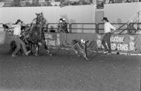 Dan Webb Calf roping