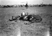 Blackie Russell Bulldogging Sheridan, Wyo. Rodeo