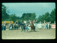 Unidentified Calf roper