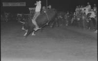 Joe Leonard on Bull #76