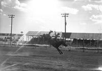 [Unidentified Cowboy riding bronc]