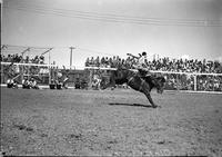 [Bob Burrows riding bronc "Conclusion" in front of stands which includes a marching band]