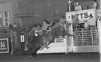 Al Zimmerman on Bull #C39