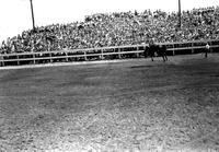 [Unidentified Cowboy riding Saddle Bronc in front of large crowd in grandstand]