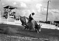 Wild Bramha Steer Riding Memphis Fair & Rodeo