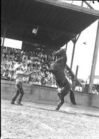 [Unidentified cowboy performing with a rearing horse]