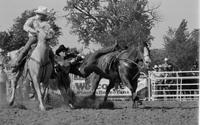 Tom Ferguson Steer wrestling