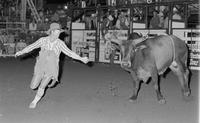 Unidentified Rodeo clowns Bull fighting