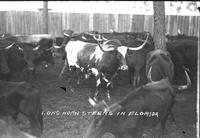 Longhorn Steers in Florida