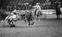 Stan Williamson Steer wrestling