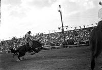 [Unidentified Cowboy with "HB" on chaps riding and staying with saddle bronc]