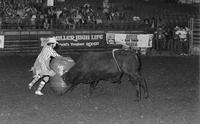 Unidentified Rodeo clowns Bull fighting