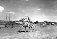 [Unidentified Cowgirl doing Nancy Bragg backbend atop galloping horse]