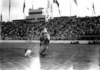 [Unidentified fallen cowboy in front of grandstand]