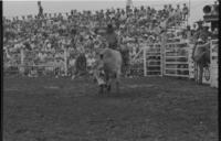 Jerry Beagley on Bull #1X