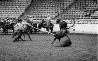 Gary Hanna Calf roping