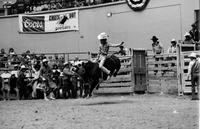 Unidentified rider on Bull #3X