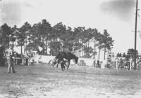 Art Keller Thrown From "Sun Beau" Fla Cow Capital Round Up Kissimmee