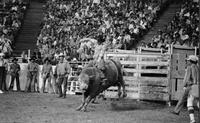 Shorty Garten on Bull #5Y