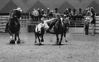 Ted King Steer wrestling