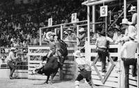 Franklin Allen on Bull #31